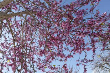 Güneşli bir bahar gününde, açık mavi gökyüzüne karşı, ağaçların dallarındaki narin pembe çiçekler..