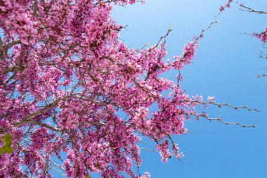 Güneşli bir bahar gününde, açık mavi gökyüzüne karşı, ağaçların dallarındaki narin pembe çiçekler..