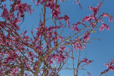 Güneşli bir bahar gününde, açık mavi gökyüzüne karşı, ağaçların dallarındaki narin pembe çiçekler..