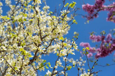 Güneşli bir bahar gününde, parlak mavi gökyüzüne yakın, bir ağaç dalında narin beyaz çiçekler, İspanya.