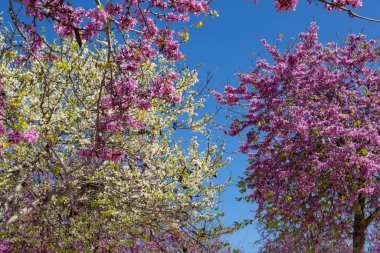 Güneşli bir bahar gününde, parlak mavi gökyüzüne yakın bir ağaçta, narin beyaz ve pembe çiçekler, İspanya.
