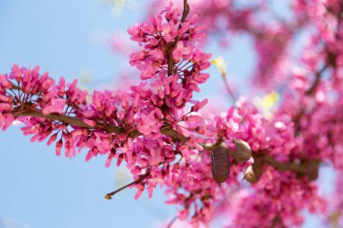 Bahçe ağaçlarının dalları güzel pembe çiçekler açıyor. Yakın plan, ilkbahar güneşli bir gün, İspanya..