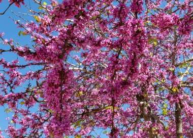 Bahçe ağaçlarının dalları güzel pembe çiçekler açıyor. Yakın plan, ilkbahar güneşli bir gün, İspanya..