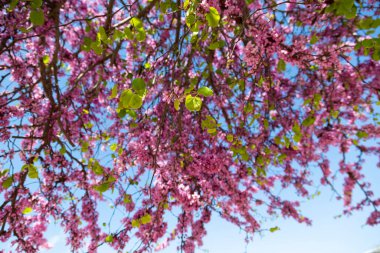 Bahçe ağaçlarının dalları güzel pembe çiçekler açıyor. Yakın plan, ilkbahar güneşli bir gün, İspanya..