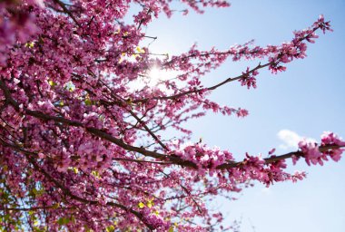 Bahçe ağaçlarının dalları güzel pembe çiçekler açıyor. Yakın plan, ilkbahar güneşli bir gün, İspanya..
