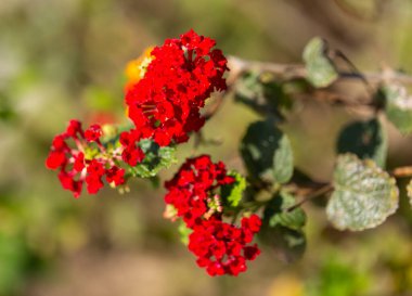 Güzel bir bahar gününde, güneş ışığında küçük kırmızı çiçekler