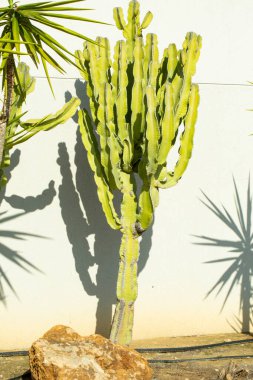 Güneşli bir bahar gününde gri bir duvara karşı kaktüsler ve sulular