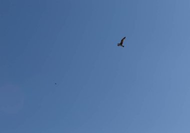 Mavi güneşli gökyüzünde bir kuş