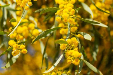İspanya 'nın güneşli bahar gününde, uluslararası kadınlar için sarı taşaklı çiçek açan altın mimoza.