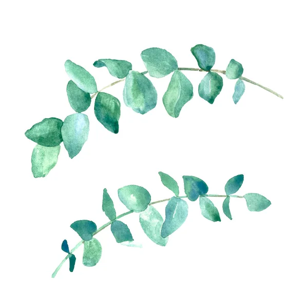 Ensemble de branches d'eucalyptus aquarelle. — Photo