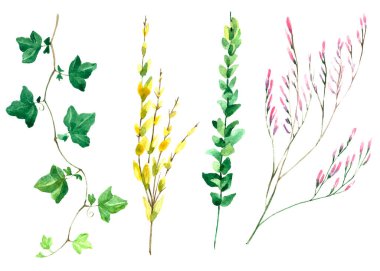 Çiçekler, yapraklar ve dallar, suluboya resim beyaza izole edilmiş..