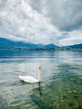 Göl manzarası, dağ tepeleri, kristal berrak suda yüzen beyaz kuğu..