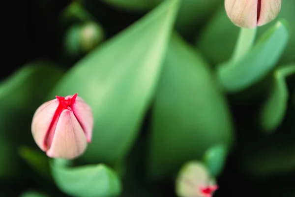 Vaaleanpunaisia Tulppaaneja Kukkia Kasvihuone Kasvihuoneessa Kukkii Kauniita Tulppaaneja Kukkatausta — kuvapankkivalokuva