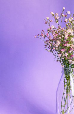 Mor arka planda bir şişe çingene buketi..