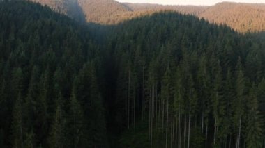 Ukrayna Karpatlarının Evergreen ormanı, Karpatların ormanları üzerinde insansız hava aracı uçuşu..