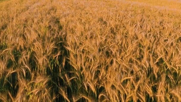 Vedere de sus a câmpului de grâu, culturi de cereale de alimente sănătoase, filmare video la apus de soare, grâu în stadiul de maturare, câmpuri ucrainene . — Videoclip de stoc