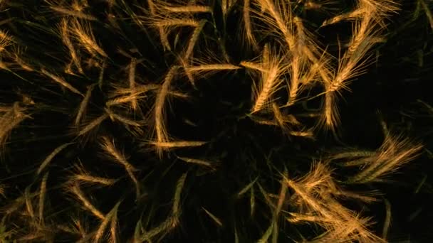 O trigo cravado amarelo, uma visão de uma planta cultivada de cima, cultivada nos campos ucranianos da área rural dos Cárpatos em uma parcela privada de terra. — Vídeo de Stock
