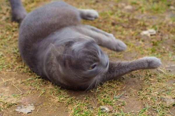 Eine Große Graue Katze Mit Kurzen Haaren Spielt Hof — Stockfoto