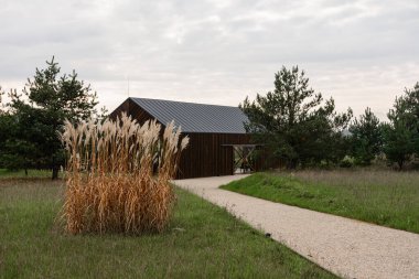 Eğlence için yeni parktaki çam ve süs çimenleri, 2020 Dünya gezegeninin peyzajı.