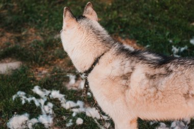 2020 'de bahçedeki köpek dökülüyor, taranıyor ve bakılıyor.