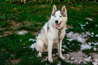 İyi bakımlı bir kurt çimlere oturur. Köpeklerin tüylerini dökme zamanı. 2020 'de.
