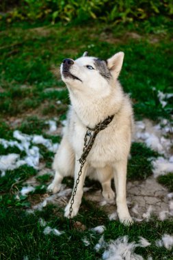 Husky 'nin saçları dökülüyor, taranıyor ve sokakta dinlenen mutlu bir köpeği var. Uluyan Sibirya Husky 'si 2021 Zincirlendi.