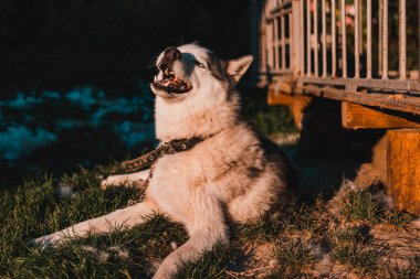 Husky 'nin saçları dökülüyor, taranıyor ve sokakta dinlenen mutlu bir köpeği var. Sibirya Husky 'si 2021' deki yakasına zincirlenmiş olarak evinin yakınlarında yatıyor..