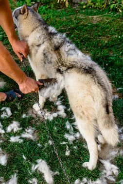 Adam köpeğe bakar, tarar ve eski kürkü alır. Bakımcı 2021 'de Sibirya kabuğundan eski yünleri alıyor..