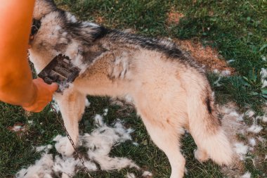 Sibirya Husky 'si, köpeğine bakan bir adam, çevrenin yakınında bir köpek. 2020