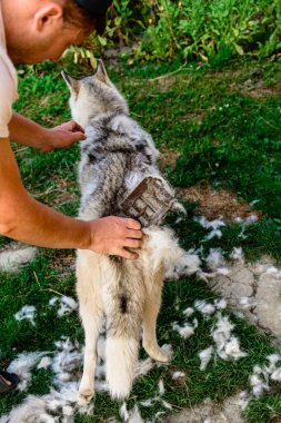Sibirya Husky 'si, köpeğine bakan bir adam, çevrenin yakınında bir köpek. 2020