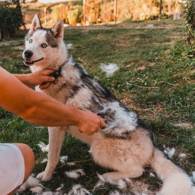 Sibirya Husky 'si, köpeğine bakan bir adam, çevrenin yakınında bir köpek. 2021