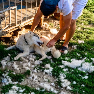 Köpek bakımı, Sibirya Husky kulübeleri, köpeğin sahibi eski kürkü tarıyor, iş sokakta yapılıyor. 2021