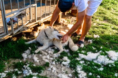 Köpeğin sahibi, bir köpeği dökerek ona yardım eder, uzaklara götürür ve saçlarını tarar, her yerde köpekten bir sürü kıl çıkar. 2021