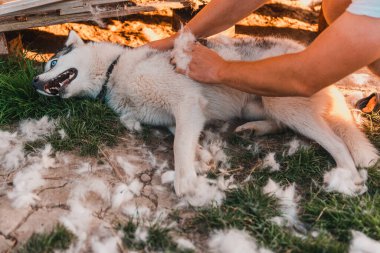 Köpeğin sahibi, bir köpeği dökerek ona yardım eder, uzaklara götürür ve saçlarını tarar, her yerde köpekten bir sürü kıl çıkar. 2021