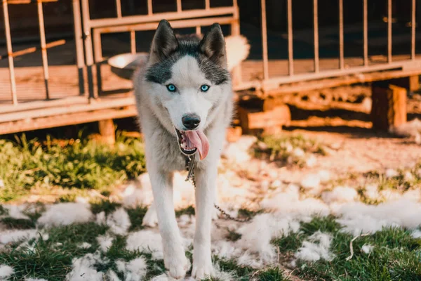 Sibirya Husky Kafesinin Yanında Yakasına Zincirle Bağlanmış Yürüyor Köpek Döküyor — Stok fotoğraf