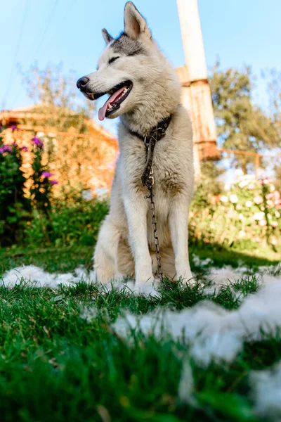Cão Derramamento Pentear Cuidar Cão Jardo 2020 — Fotografia de Stock