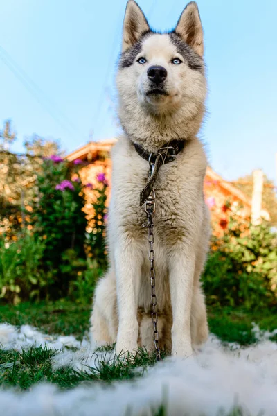 Dog Shedding Combing Caring Dog Yard 2020 — Stock Photo, Image