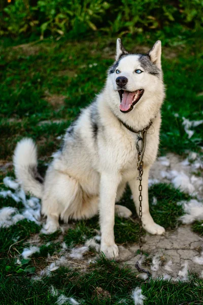 Ein Gepflegter Husky Sitzt Auf Dem Gras Ist Zeit Hundehaare — Stockfoto