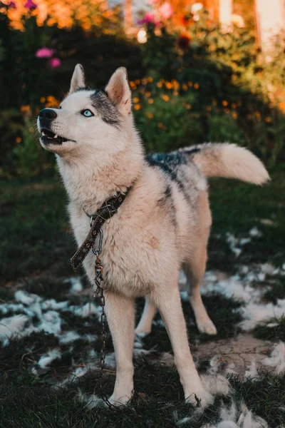 Husky Dan Bulunya Penumpahan Tahunan Anjing Perubahan Bulu Anjing Jalan — Stok Foto