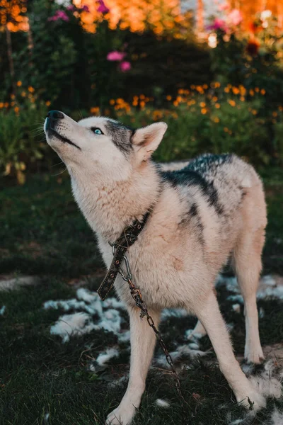 Husky Lança Cabelo Penteado Cão Feliz Descansando Rua Uivando Siberiano — Fotografia de Stock