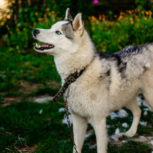 Cão Satisfeito Brincalhão Depois Pentear Barracas Husky Muita Velha Fur — Fotografia de Stock