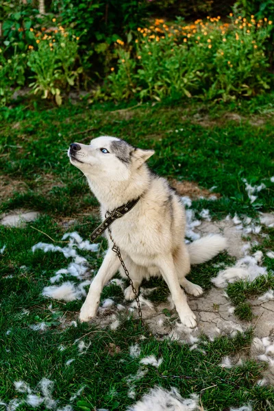 Хаски Сбрасывает Волосы Расчесывается Счастливая Собака Отдыхает Улице Вой Сибирского — стоковое фото