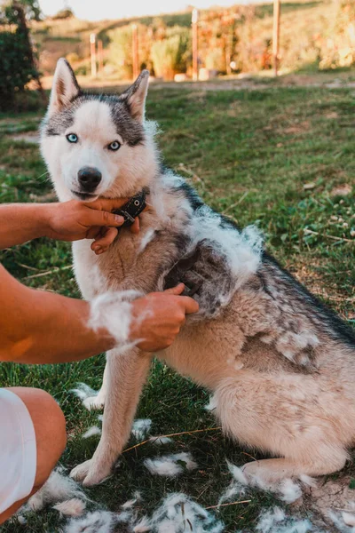 Köpek Bakımı Sibirya Husky Kulübeleri Köpeğin Sahibi Eski Kürkü Tarıyor — Stok fotoğraf