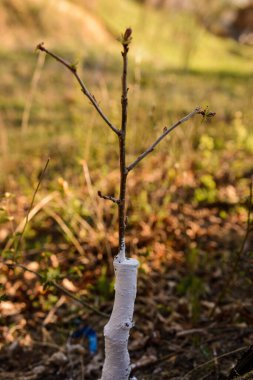 Genç meyve ağacına haşerelerden gelen limon ile 2020 'de muamele edildi.