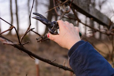 Bahçede çalışmak, sonbahar üzüm dallarının budanması, bir kadın fazladan üzüm filizlerini buduyor. 2020