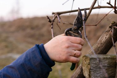 Bahçede çalışmak, sonbahar üzüm dallarının budanması, bir kadın fazladan üzüm filizlerini buduyor. 2020