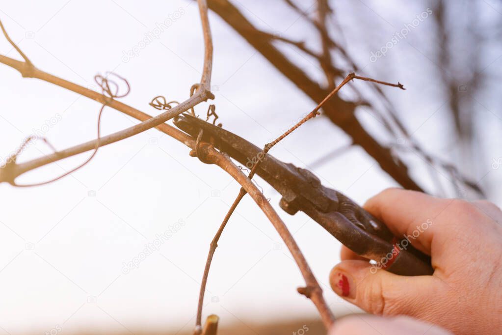 Work in the garden, autumn pruning of grape branches, a woman prunes the extra shoots of grapes.2020