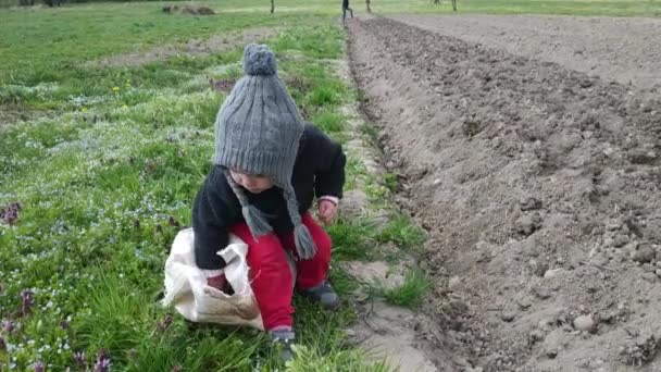 Маленькая белая девочка помогает матери сажать картошку весной. Сельское хозяйство в аутентичной европейской деревне. — стоковое видео