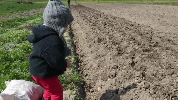 Malá běloška pomáhá své matce na jaře sázet brambory. Zemědělství v autentické evropské vesnici. — Stock video