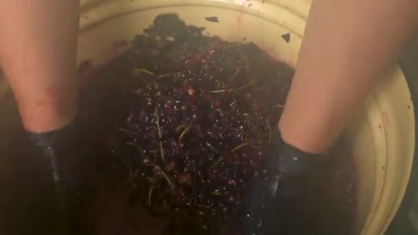 Фермер в черных перчатках раздавил гроздь винограда. Искусство делать домашнее вино вручную. — стоковое видео